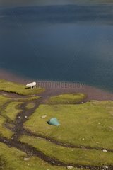Vache d'Aquitaine au Lac Gentau et tente de randonneur