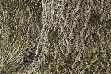 Creviced bark from tree - Montseny natural park Spain