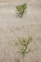 Trees and grass in a low water level Cellers reservoir Spain