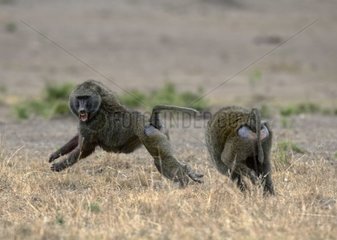 Anubis baboons fighting for gazelle Masai Mara Kenya