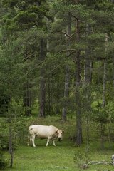 Pyrenees cattle in mountain meadow -La Pobla de Lillet Spain
