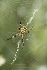 Wasp Spider on its web waiting for a prey - Spain