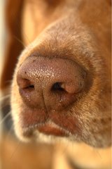 Close-up of the snout of a dog