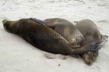 Lions de mer des Galapagos dormant sur la plage Santa Fé