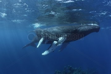 Humpback whales Atlantic Ocean Dominican Republic