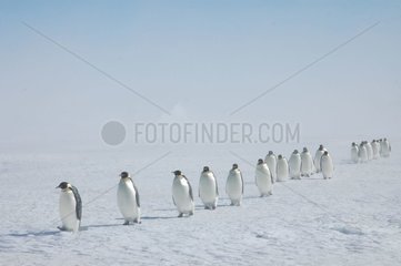 Emperor Penguins in indian row Terre Adelie Antarctic