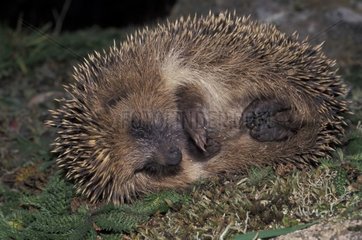 Hedgehog aus Europa in einem Ball  um sich zu wintern und sich selbst zu schützen