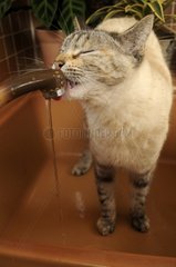 Female Siamese cat drinking at kitchen faucet France
