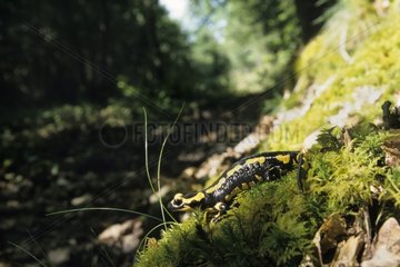 Speckled salamander going in the grass France