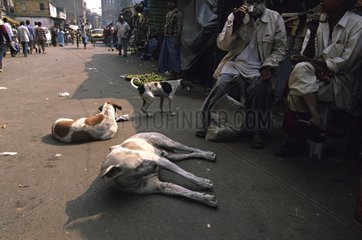 StraÃŸenszene in Indien mit Hunden in Ruhe auf dem Weg