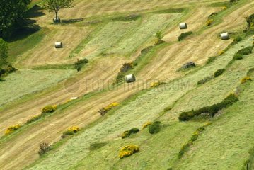 Field in terrace in Monts d'Ardèche Regional Nature Park