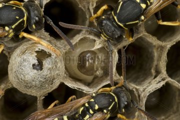 Paper wasp larva in an alveole France