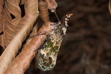 Cicada on a leaf in Guyana