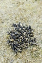 Gathering of molluscs at low tide on a islet