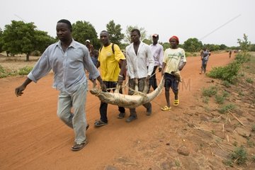 Transporting mislaid crocodile Pond of Bazoulé Burkina Faso