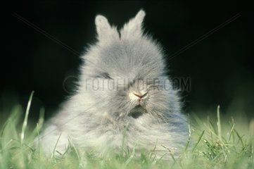 Portrait of a dwarf Rabbit in grass