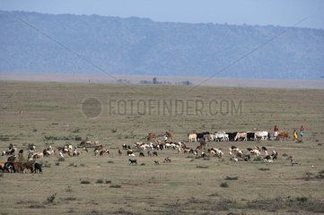 Masaïs and herd in the reserve of Masaï-Mara in Kenya