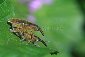 Rüsselkäfer  die sich auf einem Blatt Frankreich paaren