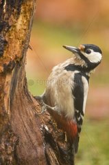 Great spotted woodpecker foraging on a tree stump France