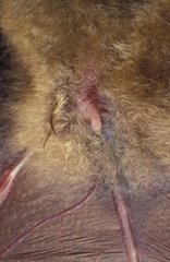 Organe sexuel d'un Murin à oreilles échancrées
