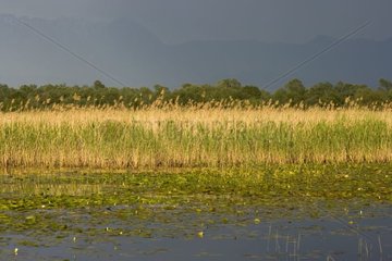 Roselière du Lac Skadar