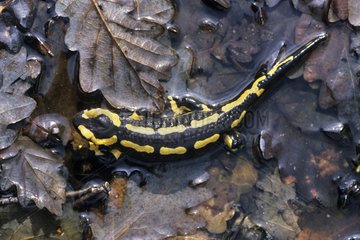 Speckled salamander going in the dead sheets France