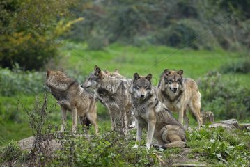 Portrait of a pack of Common gray wolves