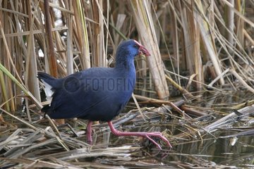 Purple Swamphen among dry herbs in Catalonia Spain