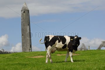 Holstein Cow and Kilmacduagh Round Tower Ireland