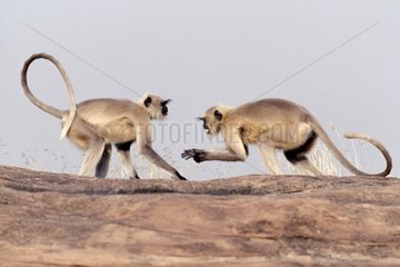 Northern plains gray langurs playing Rajasthan Desert India