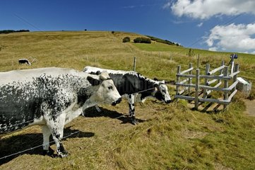 Vosges Kühe auf Stoppeln im Sommer