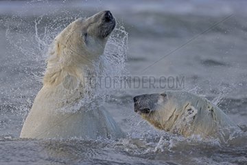 Polar bears playing in the sea - Barter Island Alaska