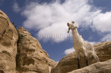 Goat on the site Beidah near Petra in Jordan