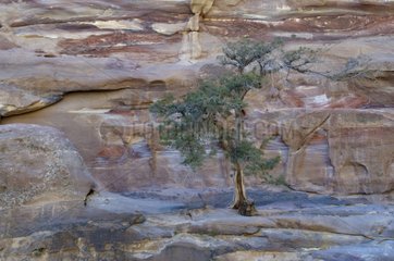 Tree clinging to the rocky desert of Wadi Rum Jordan