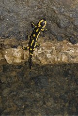Salamander im River Underground brupt Du Puits