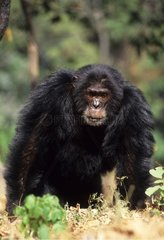 Old male Eastern common chimpanzee Gombe NP Tanzania