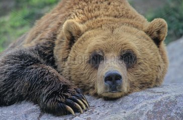 Grizzly couché sur un rocher en captivité Zoo de St Félicien