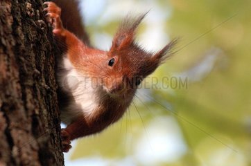 Ecureuil roux grimpant sur une branche Ile-de-France