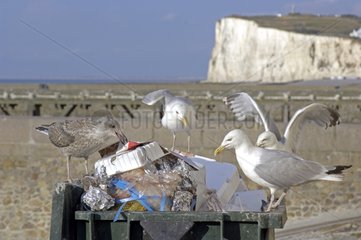 Herring gulls searching for food in a dustbin Le Tréport