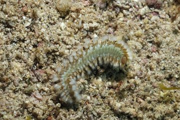 Green bristle worm in the Caribbean Sea