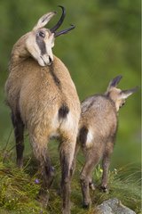 Northern Chamois young and adult in a stubble in summer