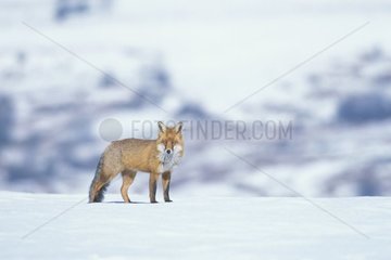 Roter Fuchs im Schnee Frankreich