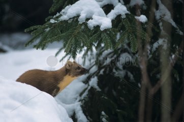 European pine marten being careful in the snow