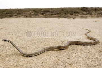 Serpent dans la steppe de l'ouest du Kazakhstan