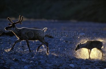 Caribou femelle et jeune s'ébrouant PN Denali Alaska USA