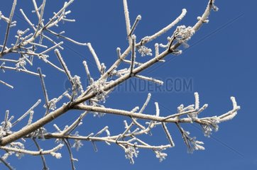 Frosted Twig Winter Haute-Savoie France