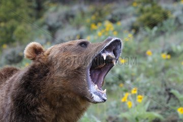 Portrait of Grizzly open jaws USA
