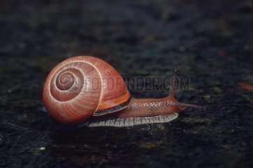Grove snail crawling on a stone