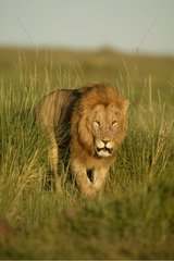 Lion marchant dans la savane Masaï Mara Kenya