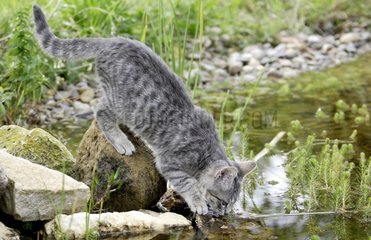 Jeune chat jouant au bord de l'eau
